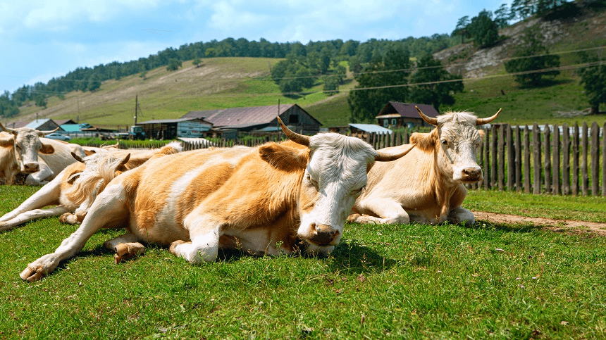 A vitamina D na dieta de bovinos