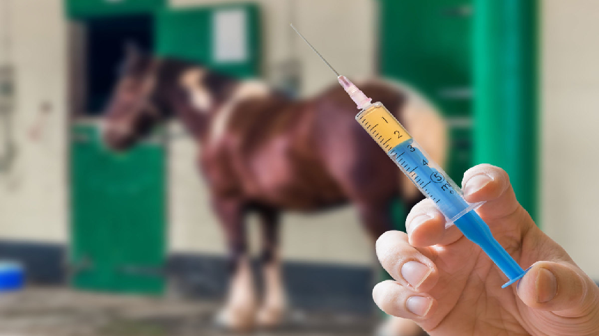 Segredos para seu cavalo não sentir dor