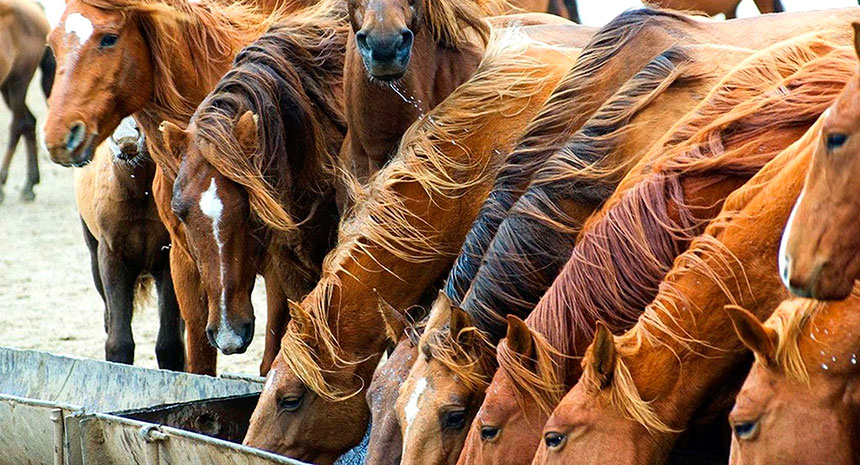 As Micotoxinas e os Problemas Reprodutivos em Cavalos