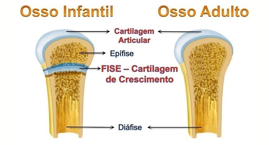 Até qual idade meu cavalo pode crescer?