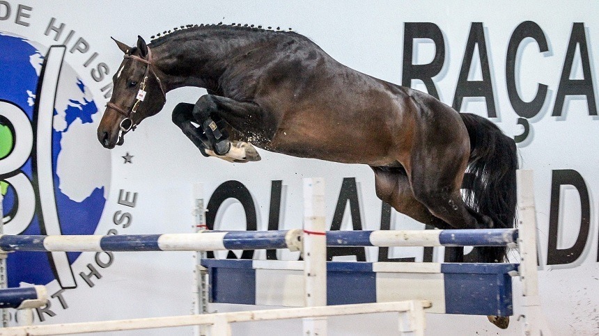 Brasileiro de Hipismo