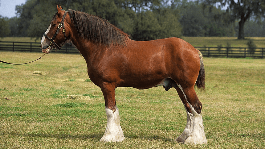 Clydesdale, a raça equina de tração com porte atlético e temperamento dócil