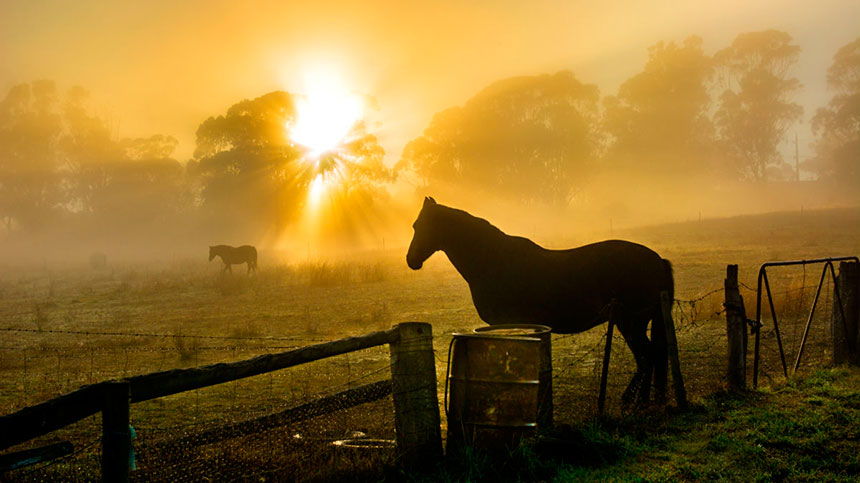 Como devo cuidar de meu cavalo a pasto?