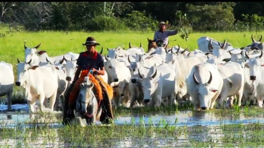 Como devo tratar de meu cavalo que lida com o gado?