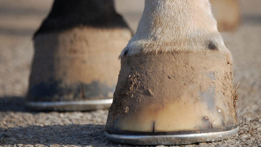 Como garantir a qualidade dos cascos do meu cavalo?