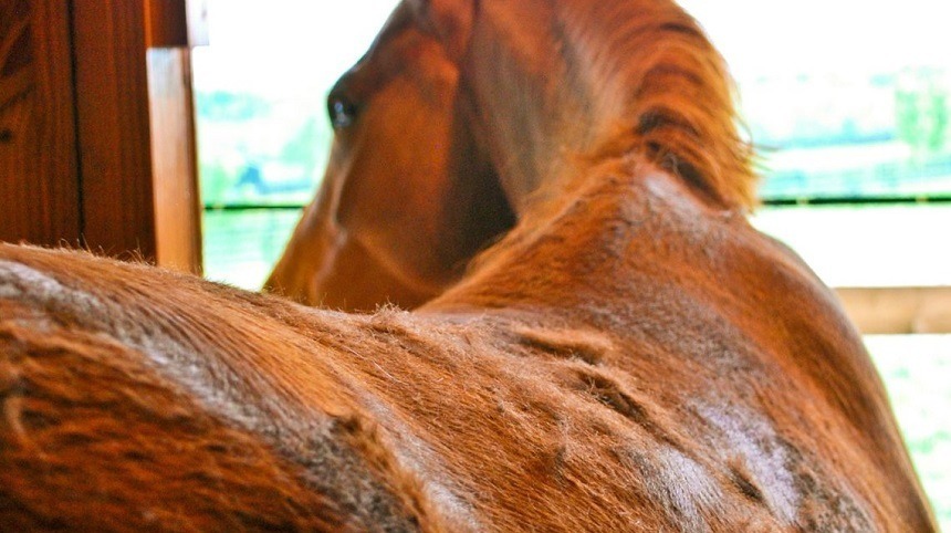 Como melhoro o pelo do meu cavalo? 