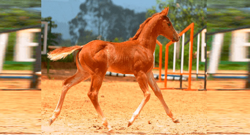 É de pequeno que se faz um campeão. Saiba como desenvolver seu potro!