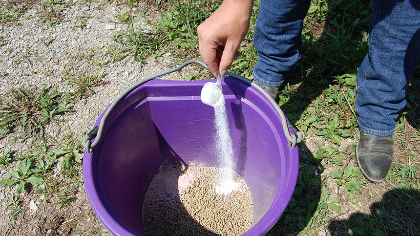 “Efecto de la dosis de levaduras Saccharomyces cereviciae y períodos de consumo sobre los niveles de lactato en plasma de equinos cuarto de milla” 