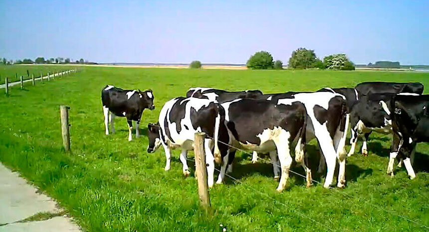 Efeitos da alimentação de Saccharomyces cerevisiae para vacas leiteiras em produção de leite e componentes do leite.