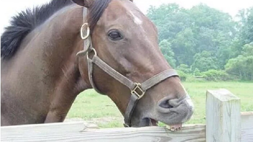 Engolir ar, bater os cascos, andar em círculos, seu cavalo faz isso? Saiba como combater essas estereotipias!