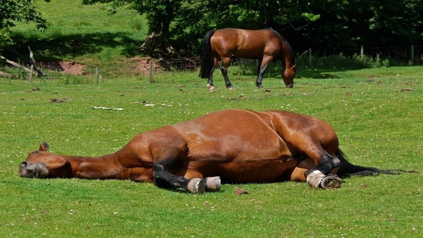 Leucoencefalomalácia equina: o que é, como prevenir e qual o tratamento