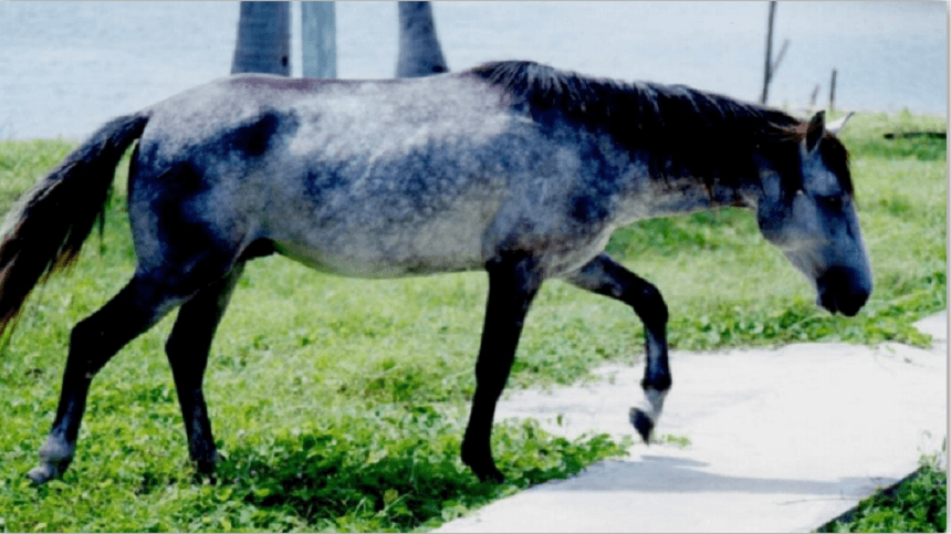 Marajoara, a raça de cavalo brasileira que se destaca pela força e resistência