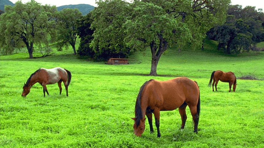 O que saber sobre métodos de conservação de forragens para equinos