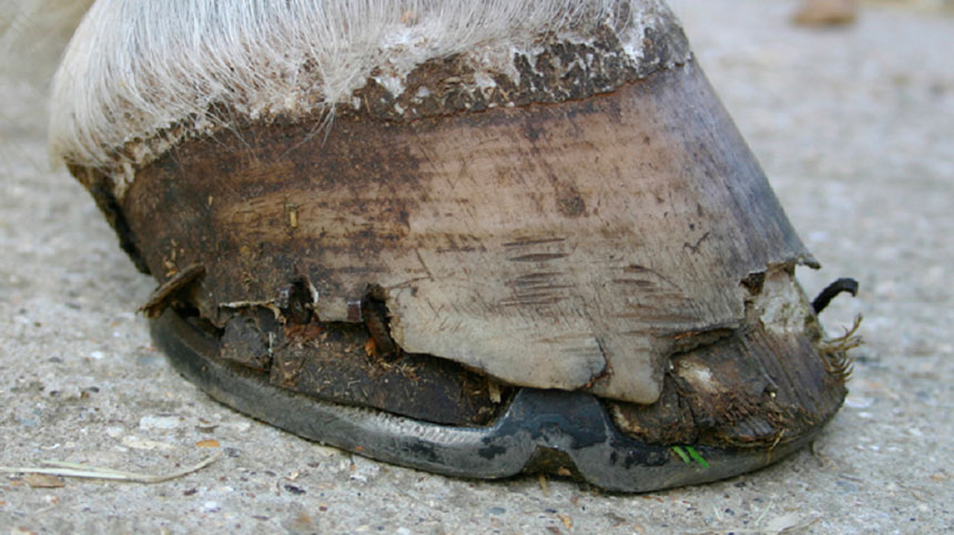 Meu cavalo está com a muralha do casco rachando, esfoliando e não para ferradura, o que faço?