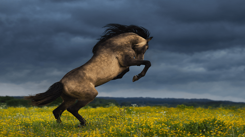 O benefícios do óleo de linhaça na nutrição animal 