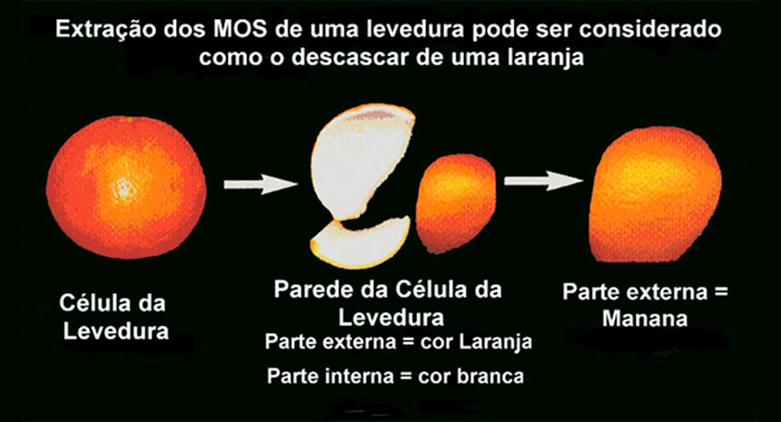 O que são os mananoligossacarídeos, e qual é sua função na nutrição?