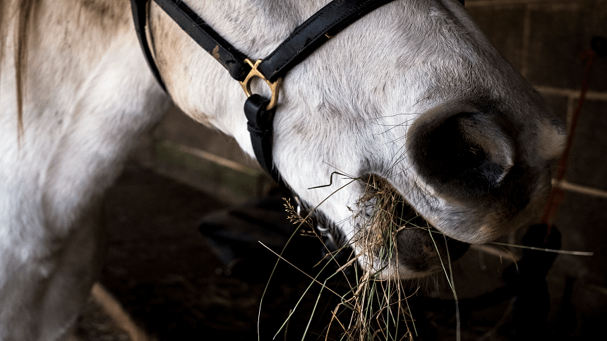 Porque usar aditivo conservante na alimentação animal ?