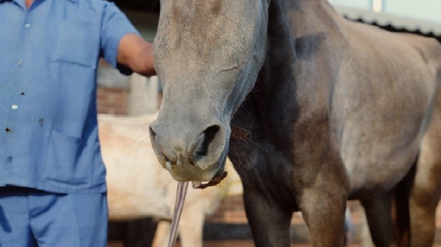 Posso usar brachiaria para alimentar  meu cavalo?