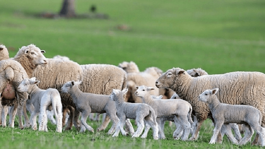 Principais Parasitas e a Herdabilidade da Resistensia a Nematodeos Gastrintestinais em Ovinos de Corte