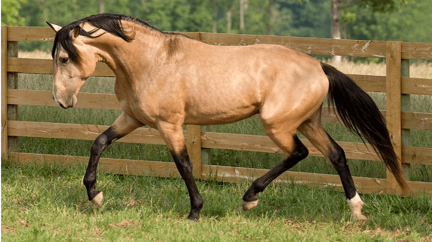 Puro-sangue Lusitano: tudo o que você precisa saber sobre essa raça