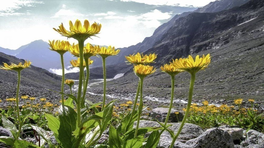 Quais são as propriedades curativas da Arnica?