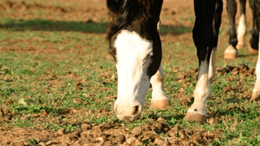 Saiba como acabar com a ingestão de fezes do seu cavalo