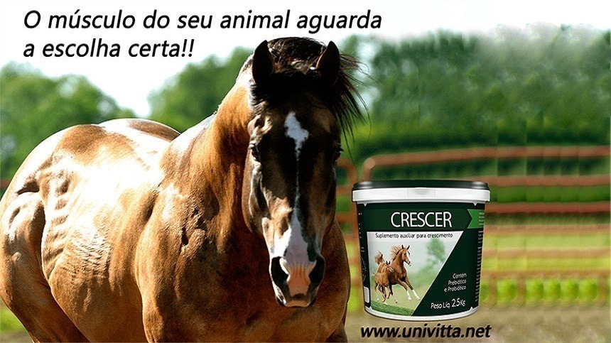 Suplemento que ajuda a desenvolver a musculatura do cavalo