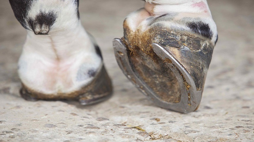 Saiba como fazer a manutenção ideal dos cascos do seu animal