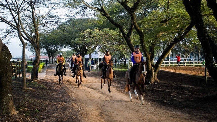 Saiba o que fazer para seu cavalo ganhar mais resistência para o esporte