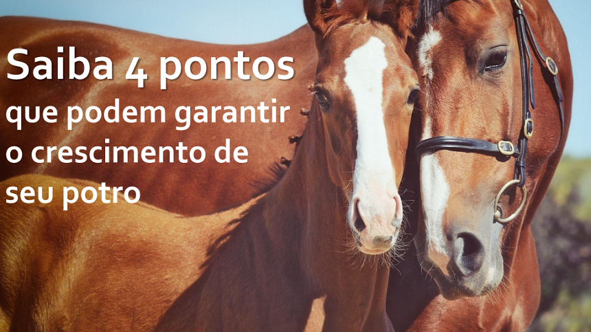 4 pontos que podem garantir o crescimento do seu potro