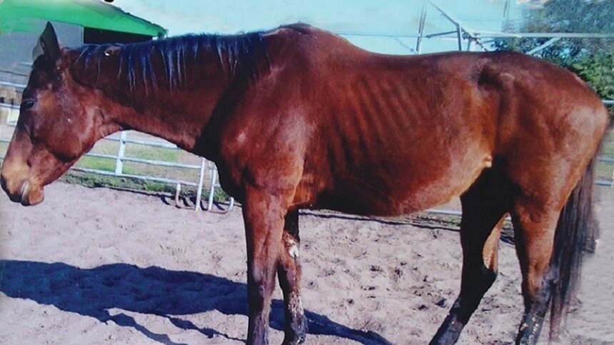 Rabdomiólise em cavalos: o que é, quais as causas e como prevenir