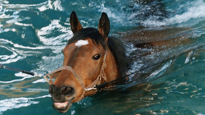 Saiba mais sobre a importância do exercício físico para seu cavalo 