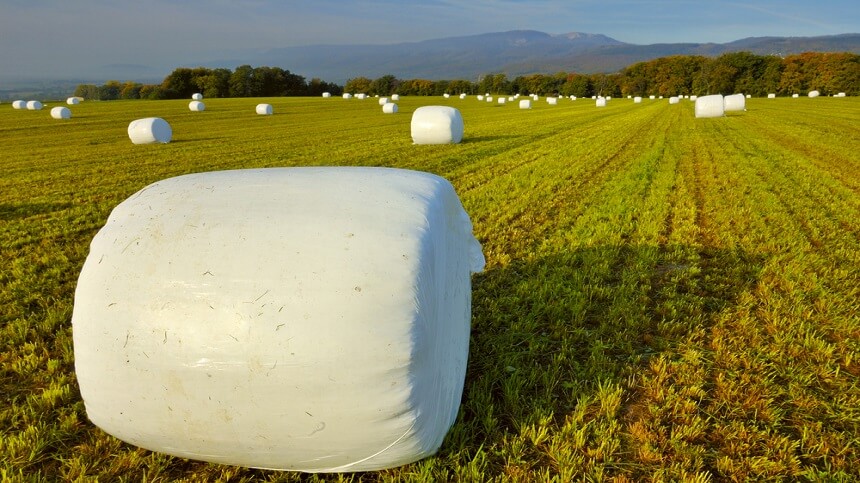 Silagem de milho para Equinos: Vilã ou salvadora da pátria