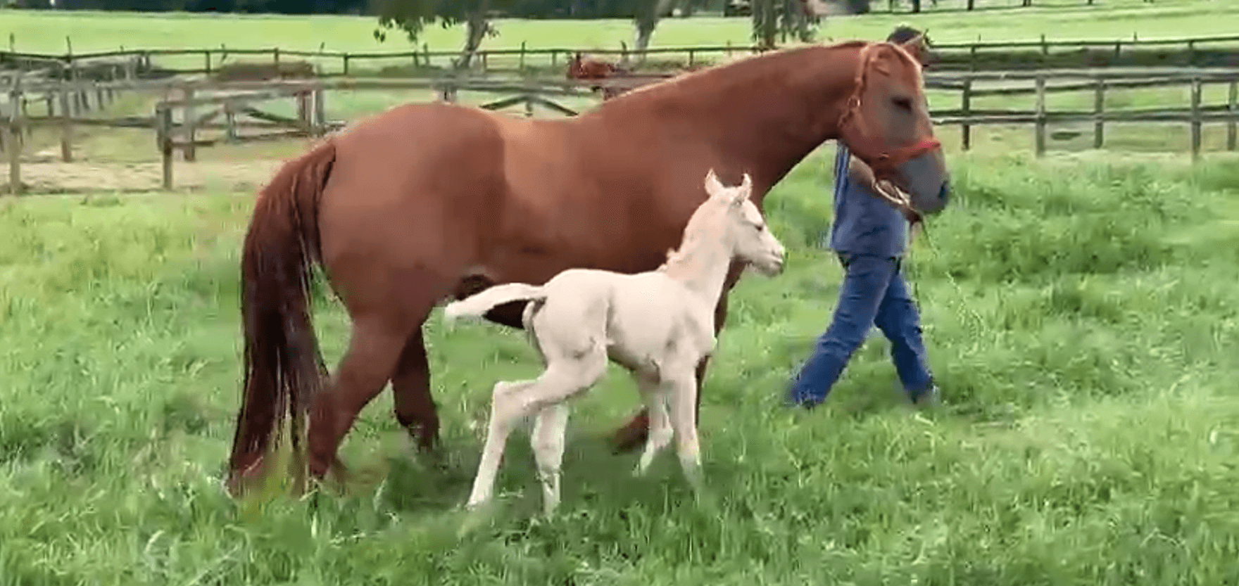 Suplementação de Glutamina em Animais