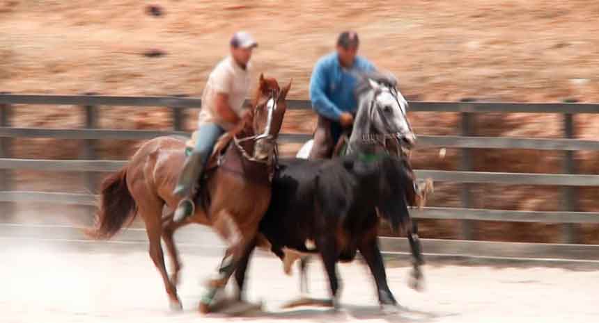 Suplementos para cavalos de vaquejada