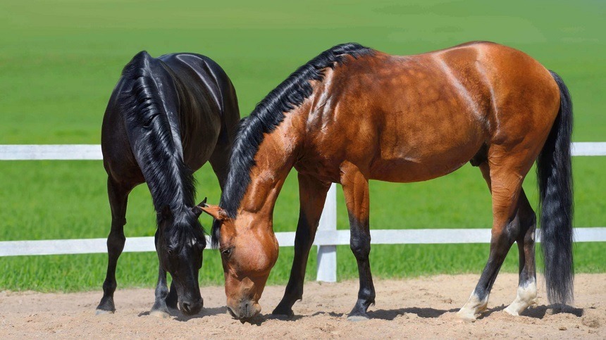 Uso de gordura na dieta dos cavalos principalmente para animais de alto desempenho