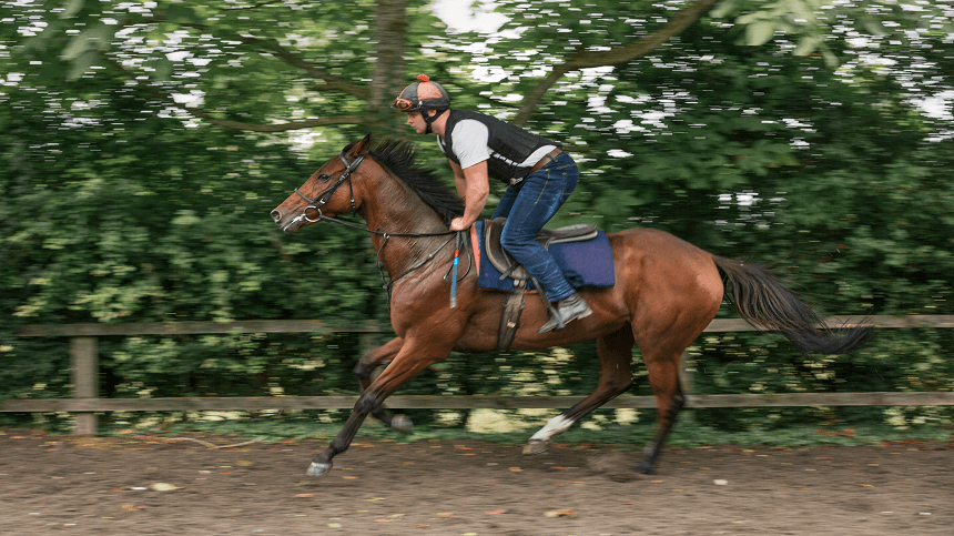 Vitamina C: uma solução para o estresse oxidativo de cavalos atletas