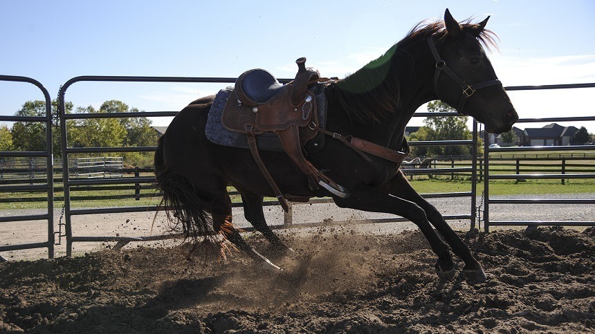 Overtraining: como identificar e lidar com cavalos com super treinamento