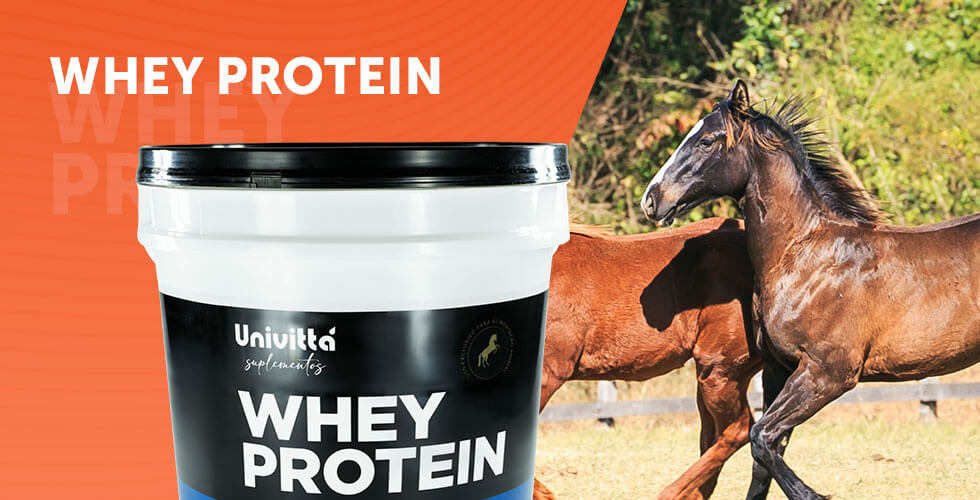 WHEY PROTEIN